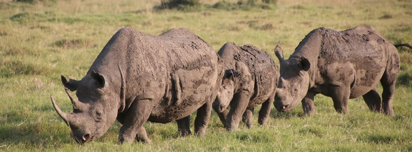 Black rhinos in Kenya